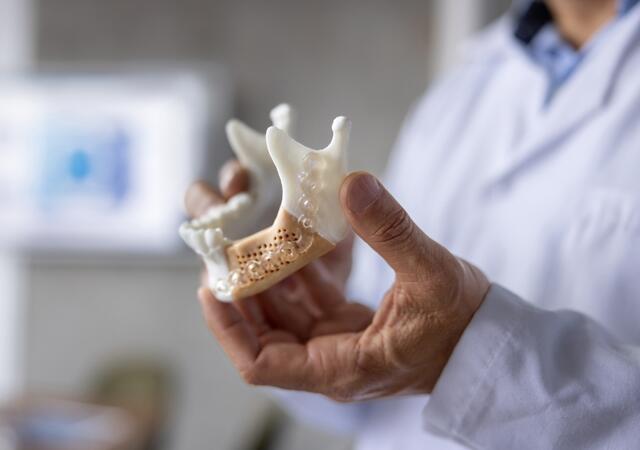 Dentist holding a model of a human jawbone