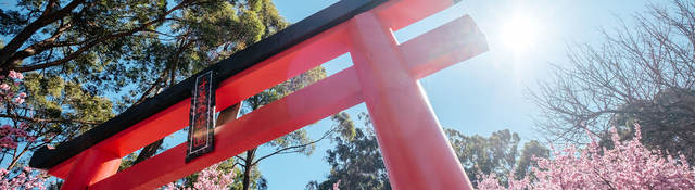 A red Torii gate with cherry blossoms