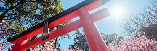 A red Torii gate with cherry blossoms