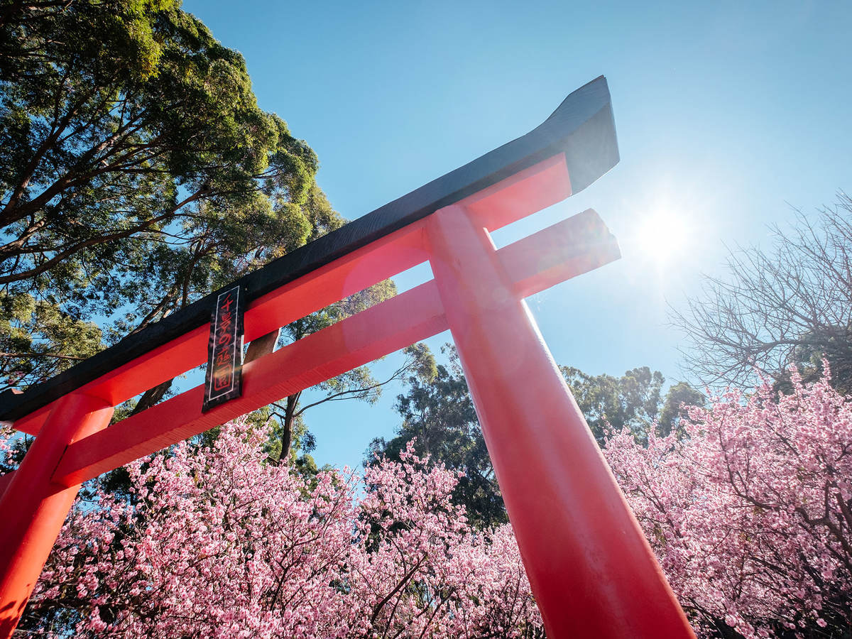 A red Torii gate with cherry blossoms