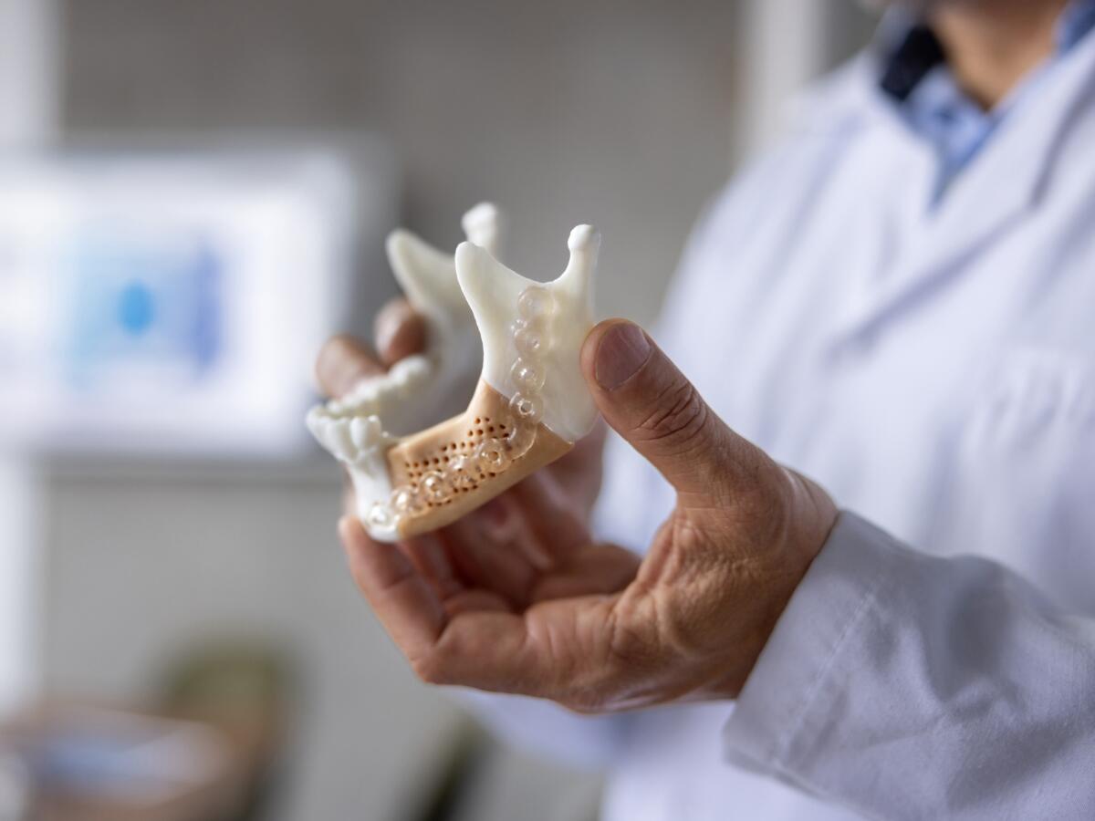 Dentist holding a model of a human jawbone